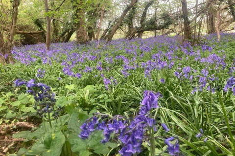 Bosco nei pressi di South Downs Lodge, Regno Unito, ricoperto di campanule viola in fiore.