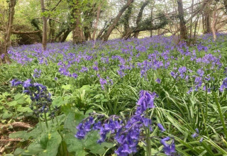 Bosco nei pressi di South Downs Lodge, Regno Unito, ricoperto di campanule viola in fiore.