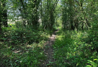 Sentiero immerso nel verde nei pressi di South Downs Lodge, casa mobile nel Regno Unito.