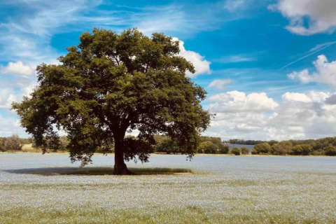 Grande albero su un campo fiorito sotto cielo azzurro vicino a South Downs Lodge, Regno Unito.
