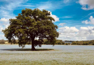 Grande albero su un campo fiorito sotto cielo azzurro vicino a South Downs Lodge, Regno Unito.