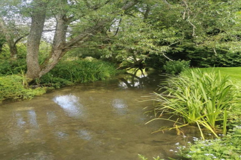 Un tranquillo ruscello circondato da alberi e vegetazione al South Downs Lodge, Regno Unito, di giorno.