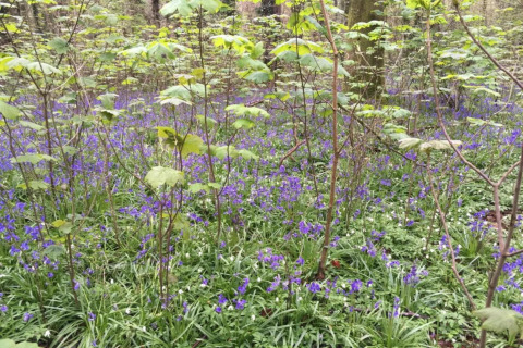 Sottobosco fiorito con campanule viola e giovani alberi vicino a South Downs Lodge, Regno Unito.