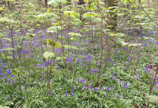 Sottobosco fiorito con campanule viola e giovani alberi vicino a South Downs Lodge, Regno Unito.