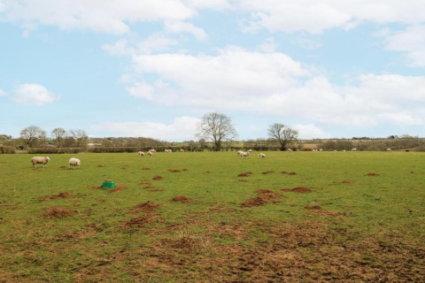 Photo of a pasture with grazing sheep under a blue sky, taken at a countryside glamping accommodation.