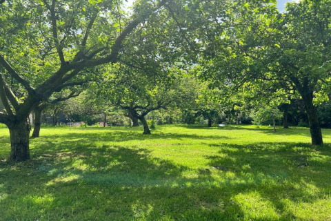 Groene weide met verspreide bomen bij een glampingaccommodatie, zonlicht door de bladeren.