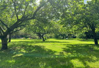 Groene weide met verspreide bomen bij een glampingaccommodatie, zonlicht door de bladeren.