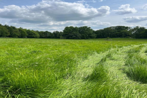 Foto van een groen weiland met hoog gras en bomen onder een blauwe lucht bij een glamping-accommodatie.