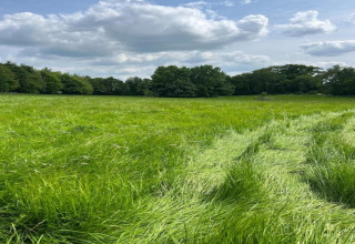 Foto van een groen weiland met hoog gras en bomen onder een blauwe lucht bij een glamping-accommodatie.