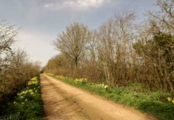 Chemin de terre rural bordé d’arbres nus et de fleurs sauvages près d’un site de glamping sous ciel bleu.