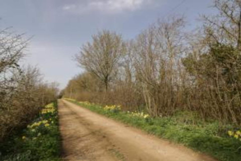 Landelijk zandpad met kale bomen en wilde bloemen naast een glamping-accommodatie onder blauwe lucht.