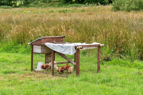 Foto di un pollaio con galline libere su un prato verde e erba alta sullo sfondo.