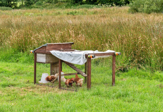 Foto di un pollaio con galline libere su un prato verde e erba alta sullo sfondo.