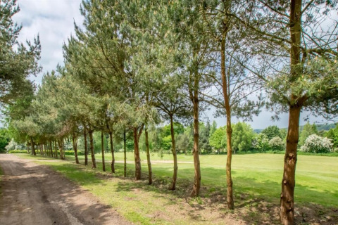 Row of trees by a dirt path at Lilypad Bell Tent in the UK, with green grass and a bright sky above.