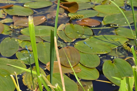 Green lily pads and blue dragonflies on a pond, photographed at Lilypad Bell Tent in the United Kingdom.