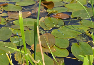 Green lily pads and blue dragonflies on a pond, photographed at Lilypad Bell Tent in the United Kingdom.