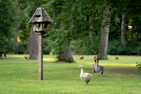 Grønt område med fuglehus, gæs og høns nær en skov, taget ved Bedouin Bell Tent i Storbritannien.