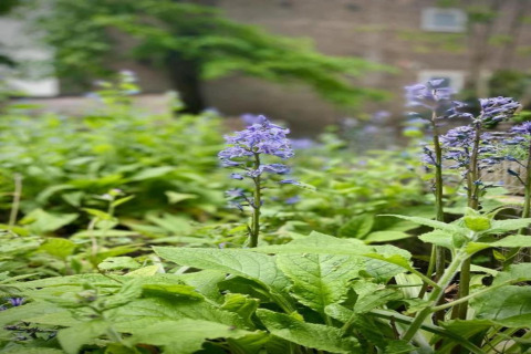 Lilla vilde blomster og grønne blade foran Bedouin Bell Tent i Storbritannien på en sommermorgen.