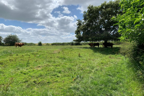 Groene weide met koeien rustend in de schaduw aan pod Hundle Dale, Verenigd Koninkrijk.