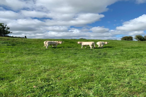 Trois vaches claires paissent dans un pré vert sous un ciel bleu nuageux, avec des arbres à l’arrière-plan.