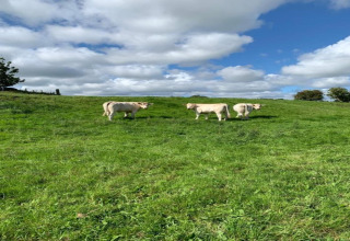 Trois vaches claires paissent dans un pré vert sous un ciel bleu nuageux, avec des arbres à l’arrière-plan.