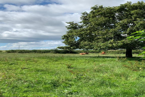 Champ verdoyant avec un grand arbre, des vaches couchées à l’ombre, nuages au-dessus du pod.