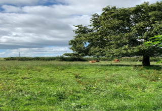 Champ verdoyant avec un grand arbre, des vaches couchées à l’ombre, nuages au-dessus du pod.