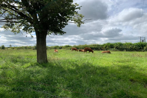 Groene weide met grazende koeien bij de Hundle Dale pod in het Verenigd Koninkrijk onder een wolkenlucht.