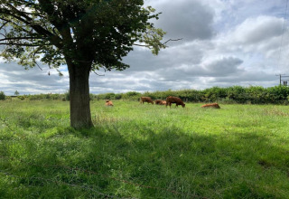 Groene weide met grazende koeien bij de Hundle Dale pod in het Verenigd Koninkrijk onder een wolkenlucht.
