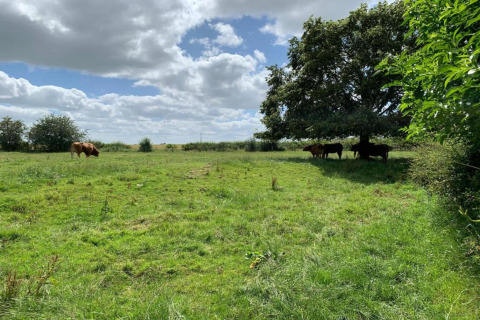 Un pâturage vert avec des vaches ; certaines paissent au soleil, d'autres à l'ombre d'un arbre, ciel nuageux.