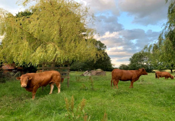 Foto van bruine koeien in een groene weide onder bomen, met een podhuis zichtbaar op de achtergrond.