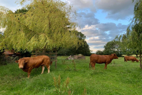Photo de vaches brunes paissant sur de l’herbe verte sous des arbres, avec une maison pod en arrière-plan.