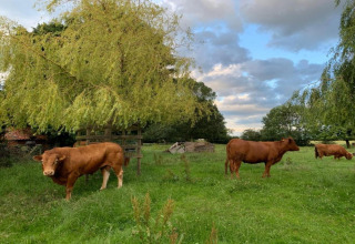 Photo de vaches brunes paissant sur de l’herbe verte sous des arbres, avec une maison pod en arrière-plan.