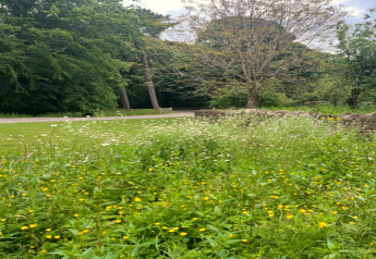 Vue sur fleurs sauvages, arbres et sentier près d’un pod, entourés de verdure et d’un muret en pierre.