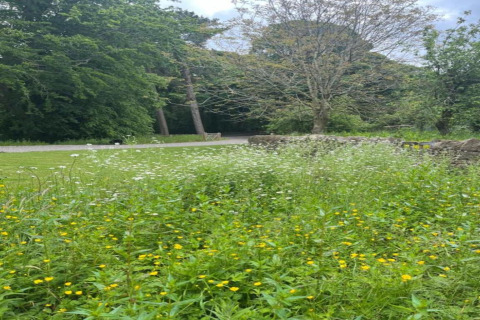 Uitzicht op wilde bloemen, bomen en een pad bij een pod, omgeven door groen en een stenen muur.