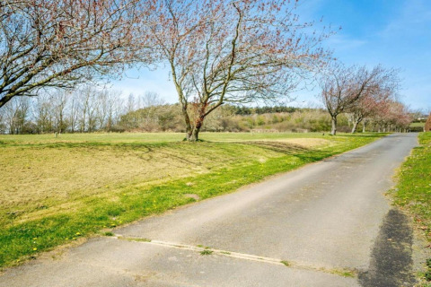 Rustige weg omgeven door grasvelden en bloeiende bomen bij een pod, onder een heldere blauwe lucht.