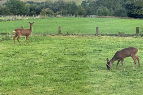 Twee herten grazen rustig op een groen veld bij een pod, omgeven door bomen en een houten omheining.