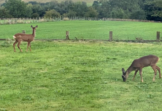 Twee herten grazen rustig op een groen veld bij een pod, omgeven door bomen en een houten omheining.