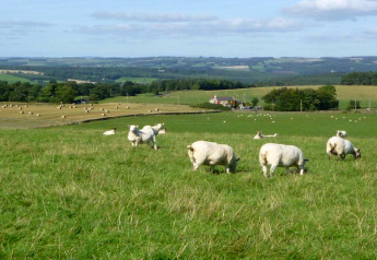 Schapen grazen op een groene wei met hooibalen en landelijke huizen op de achtergrond op een zonnige dag.