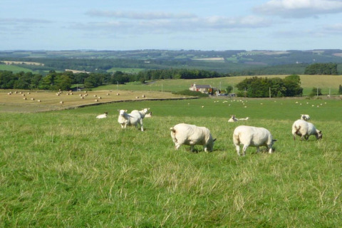 Schapen grazen in een groene weide met hooibalen en boerderijen op de achtergrond op een zonnige dag.