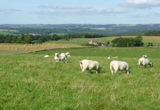 Schapen grazen in een groene weide met hooibalen en boerderijen op de achtergrond op een zonnige dag.