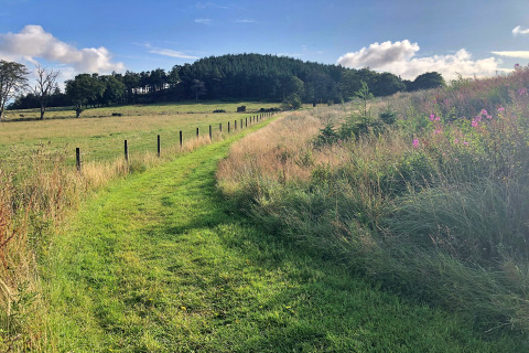 Grøn sti fører gennem en eng med træer i baggrunden, tæt på Bramble Yurt i Storbritannien.