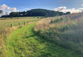 Grøn sti fører gennem en eng med træer i baggrunden, tæt på Bramble Yurt i Storbritannien.
