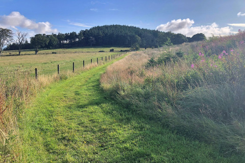 A green grassy path winds through a meadow near Bramble Yurt, with trees and blue sky in the UK.