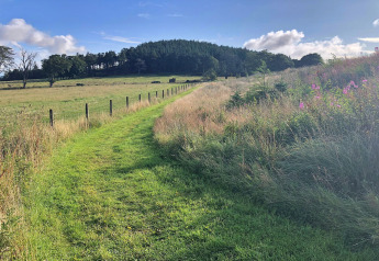 Grüner Pfad durch eine Wiese mit Bäumen im Hintergrund, nahe Bramble Yurt im Vereinigten Königreich.