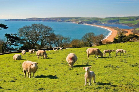 Vue depuis Oak Tree Lodge, Royaume-Uni : moutons broutant sur une pelouse côtière verte avec la mer.