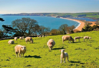 Vue depuis Oak Tree Lodge, Royaume-Uni : moutons broutant sur une pelouse côtière verte avec la mer.