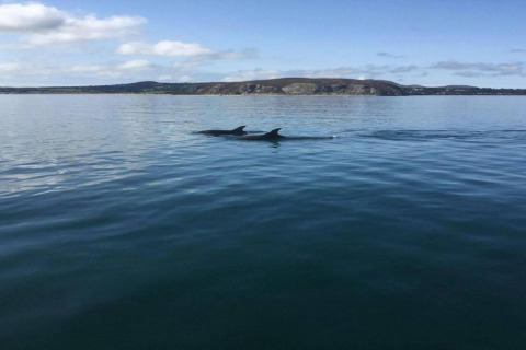 Deux dauphins nagent dans la mer près d'une côte, vus depuis un hébergement glamping sous un ciel bleu.