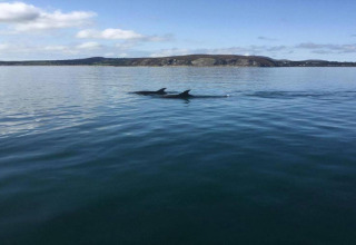 Deux dauphins nagent dans la mer près d'une côte, vus depuis un hébergement glamping sous un ciel bleu.
