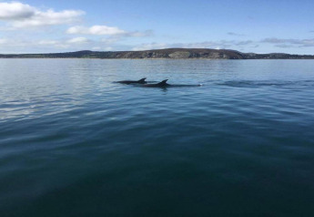 Zwei Delfine schwimmen im ruhigen Meer nahe einer Küste, fotografiert von einer Glamping-Unterkunft.